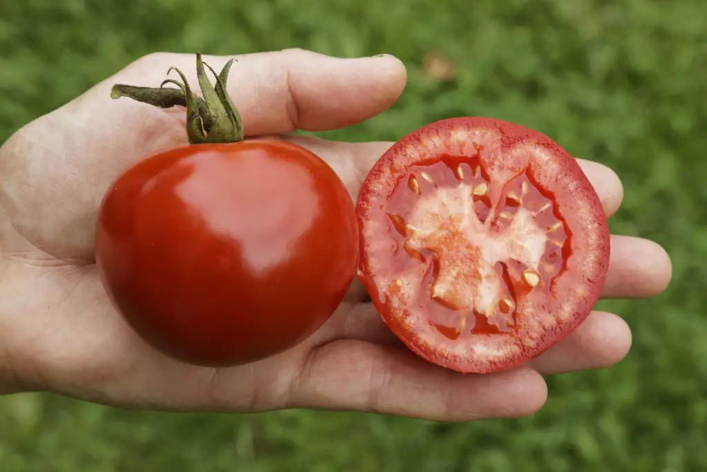 Tomate Culinaris - Eine kulinarische Delikatesse