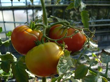 Adarys Tomaten