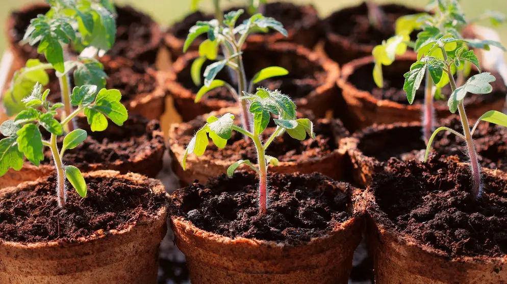 Tipps für die erfolgreiche Anzucht von Tomaten-Jungpflanzen