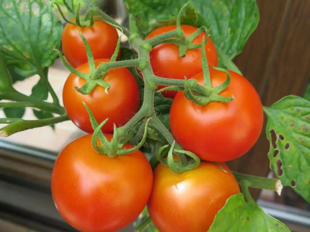 tomate vesennij michurinskij