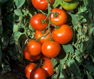 Tomate Resibella