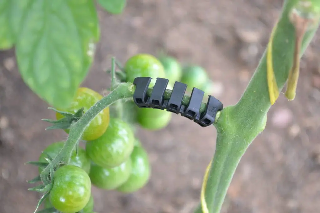 Warum Rispenhalter für Tomatenpflanzen wichtig sind