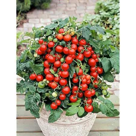 Tomate Bajaja - Ein Genuss für den Gaumen