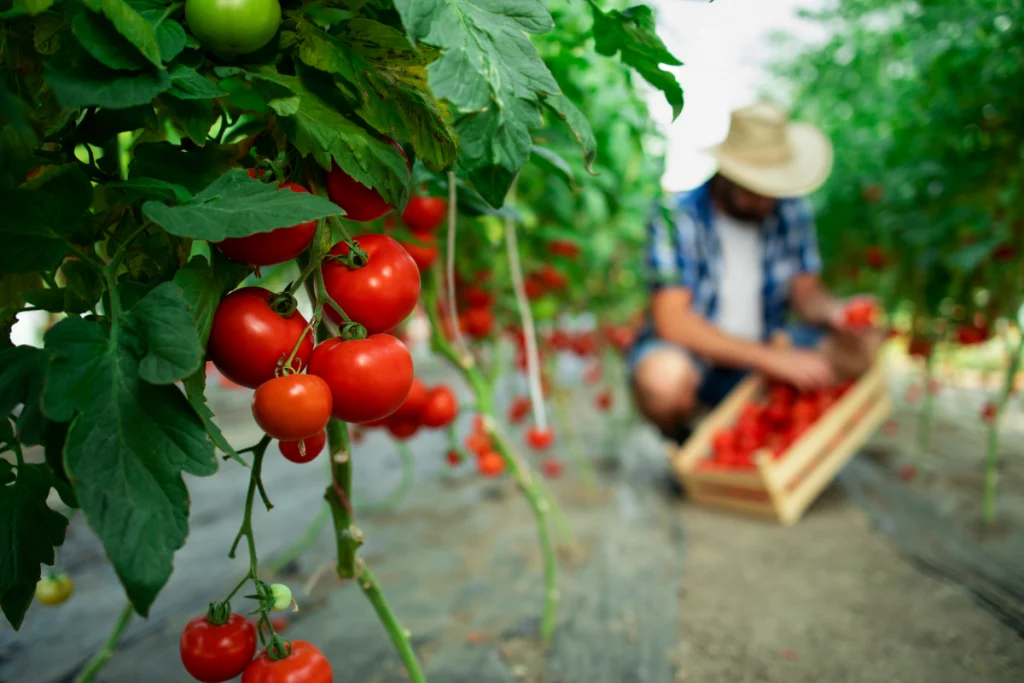 So stellen Sie Kalziumdünger für Tomaten selbst her