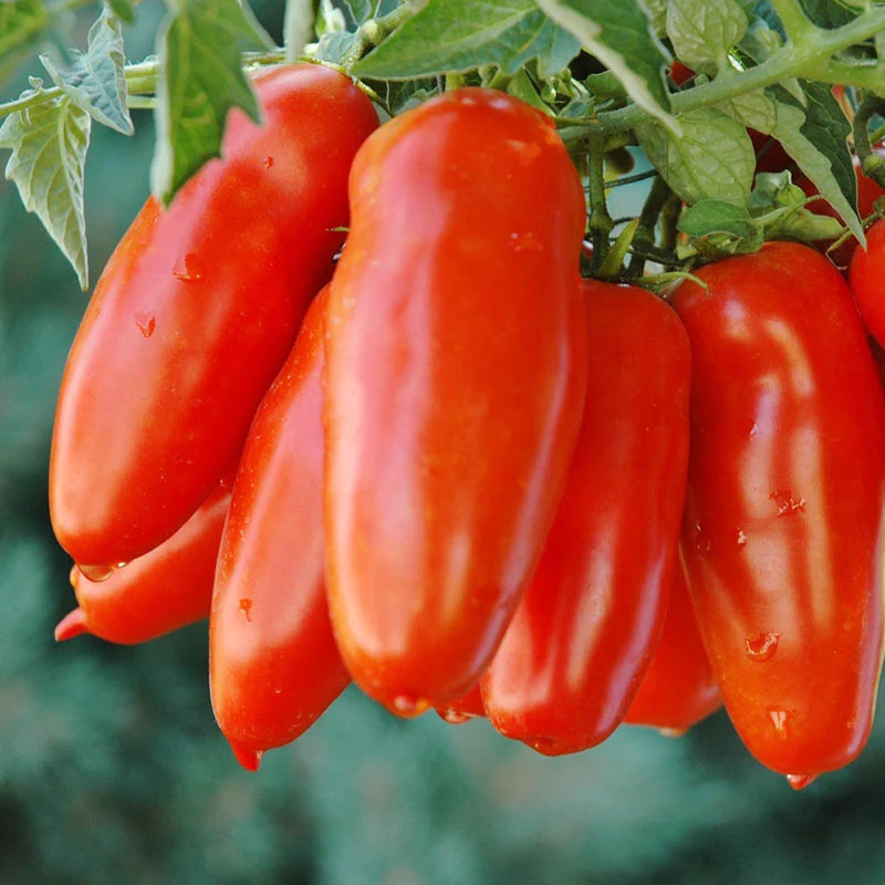 San Marzano