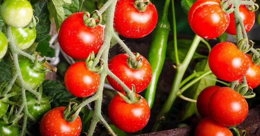 5. Was sollten Sie bei der Wahl des Standorts für Ihre Tomatenpflanzen beachten?