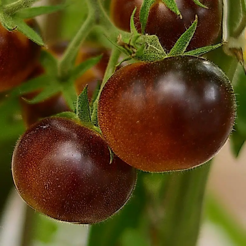 Cherokee Purple