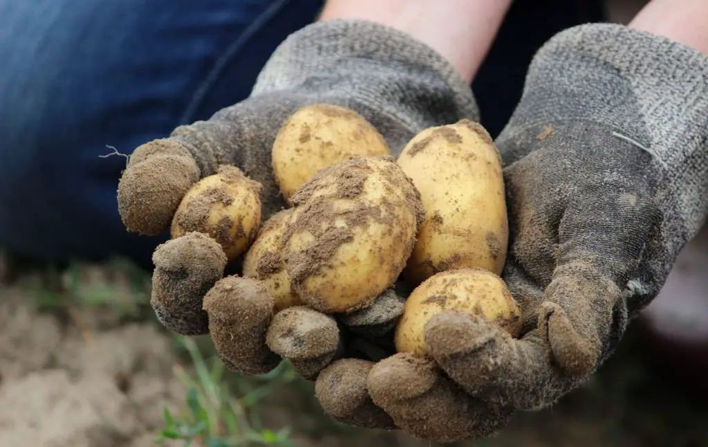 Die besten Kartoffelsorten für den August