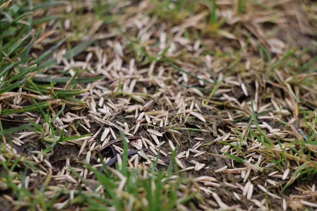 Grassamen säen: Die besten Techniken für Ihren Rasen
