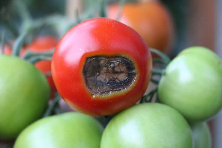 Krieg gegen Blütenendfäule - Rettung für Ihre Tomaten!