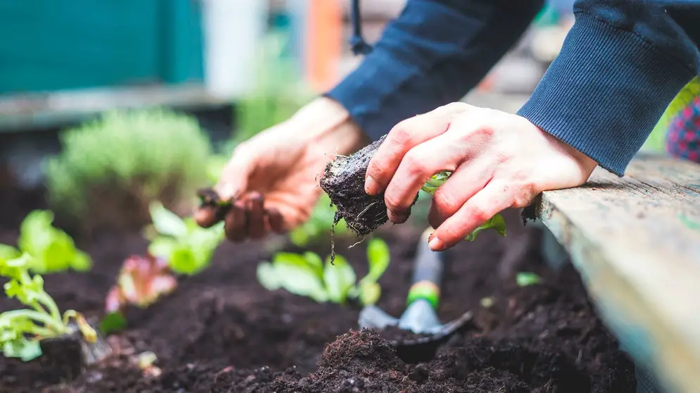 Kniff: Salat mag's schattig. Also, warum pflanzt ihr ihn nicht einfach neben die Bohnenstangen? Die Bohnen wachsen schneller und spenden den Salatköpfen Schatten. So halten sie sich auch im Hochsommer frisch.