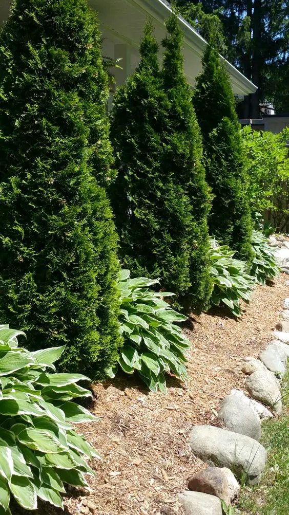 Embrace the Chill: Winter Plants for Outdoor Spaces