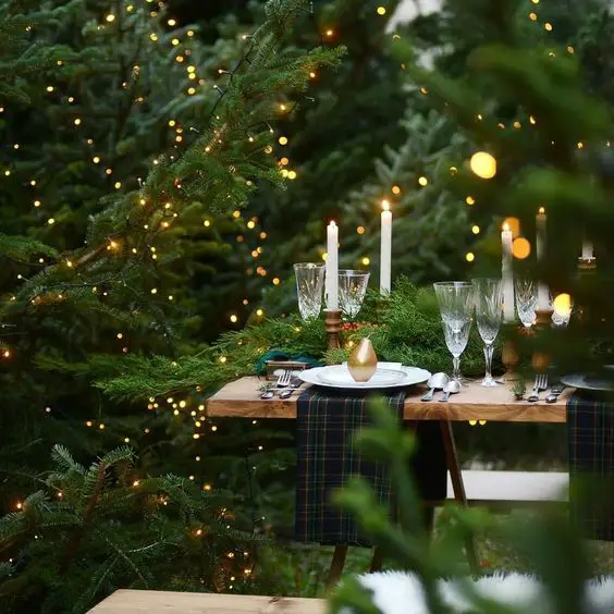 Embrace the Chill: Winter Plants for Outdoor Spaces