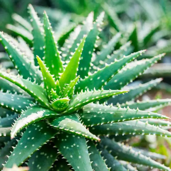 Good Winter Plants: Boost Your Home's Curb Appeal Even in Chilly Weather