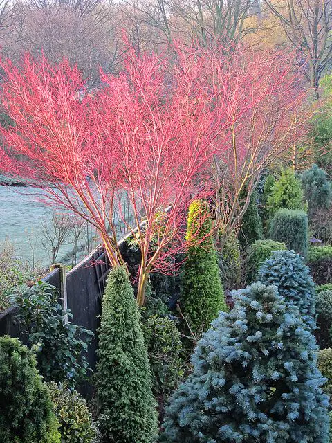 Embrace the Chill: Winter Plants for Outdoor Spaces