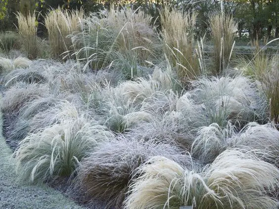 Good Winter Plants: Boost Your Home's Curb Appeal Even in Chilly Weather