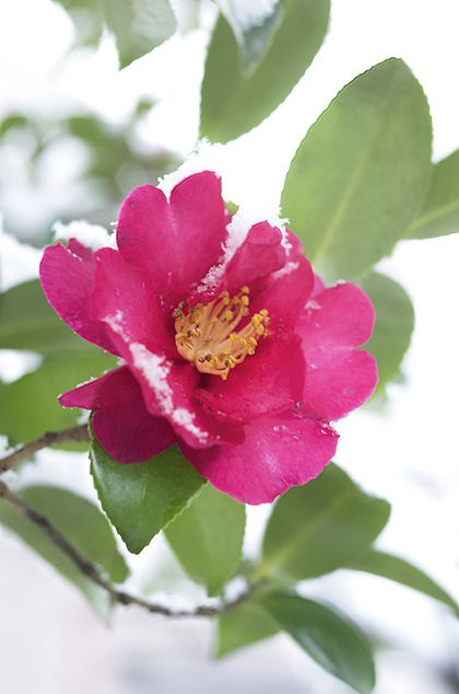 Good Winter Plants: Boost Your Home's Curb Appeal Even in Chilly Weather