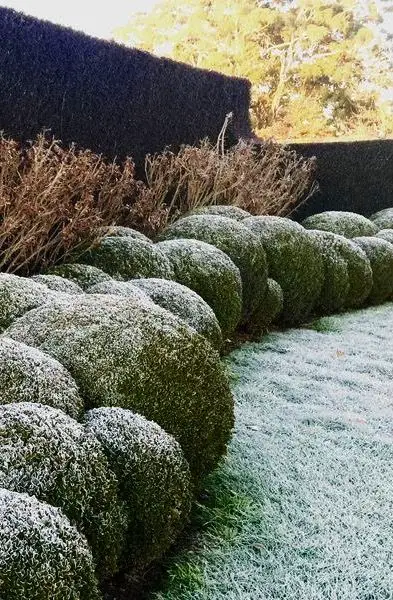 Embrace the Chill: Winter Plants for Outdoor Spaces