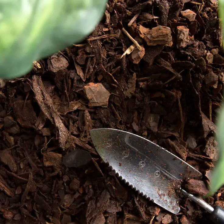 Good Winter Plants: Boost Your Home's Curb Appeal Even in Chilly Weather