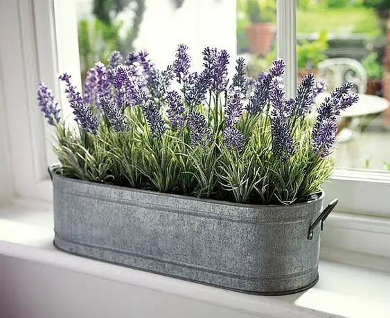 Embrace the Chill: Winter Plants for Outdoor Spaces