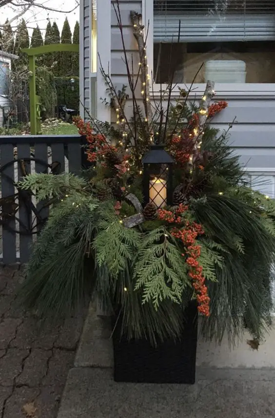 Embrace the Chill: Winter Plants for Outdoor Spaces