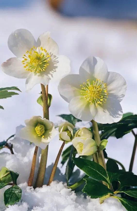 Good Winter Plants: Boost Your Home's Curb Appeal Even in Chilly Weather