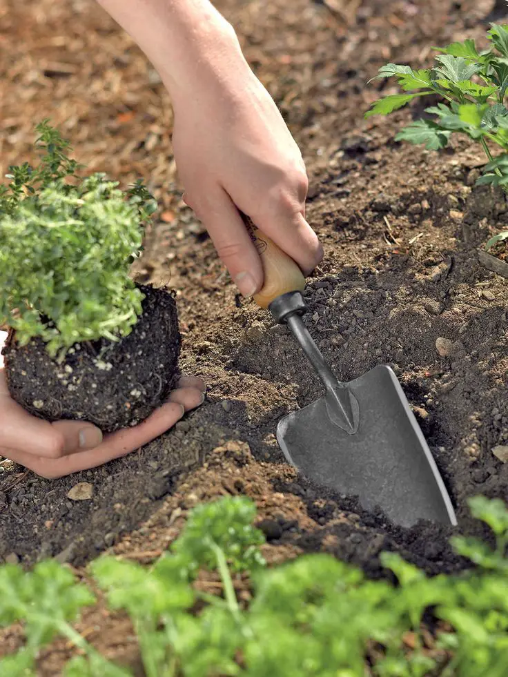 Good Winter Plants: Boost Your Home's Curb Appeal Even in Chilly Weather