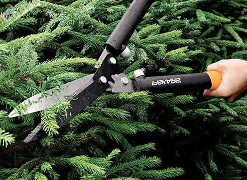 Embrace the Chill: Winter Plants for Outdoor Spaces