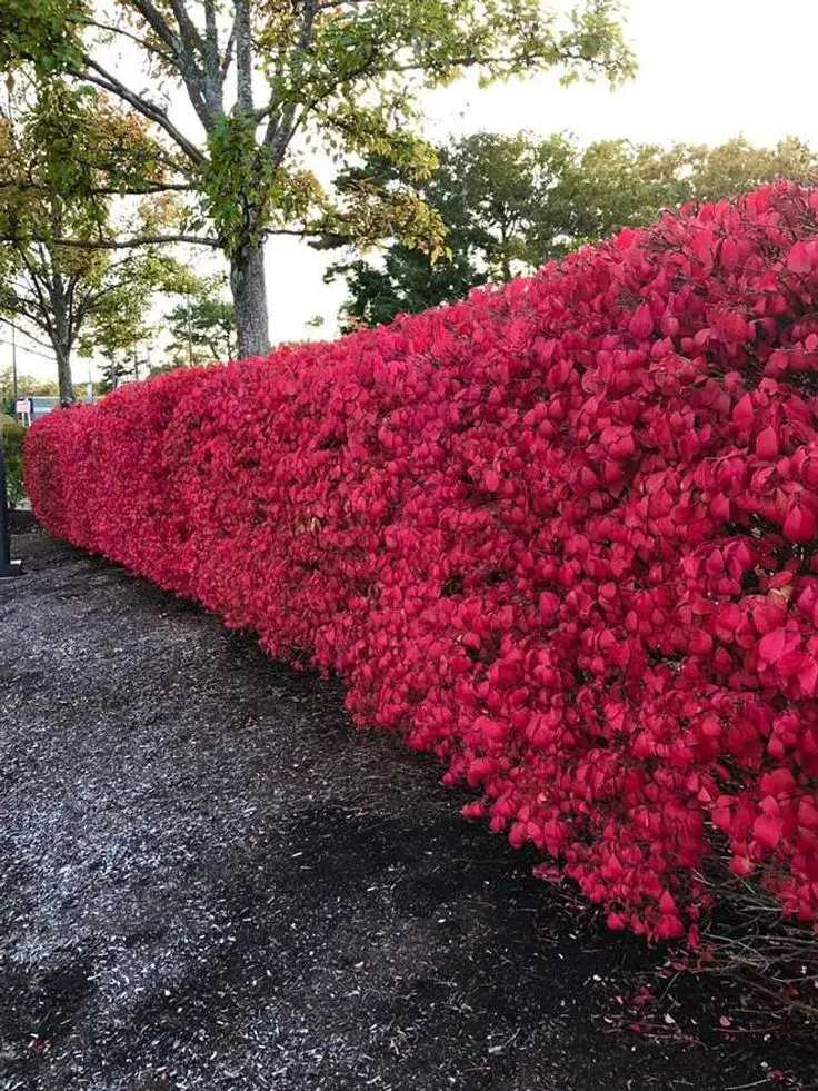 Embrace the Chill: Winter Plants for Outdoor Spaces