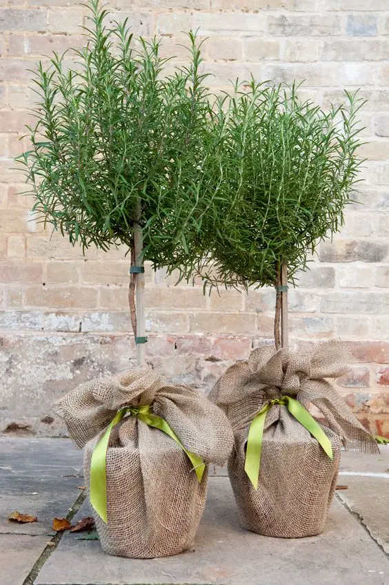 Good Winter Plants: Boost Your Home's Curb Appeal Even in Chilly Weather