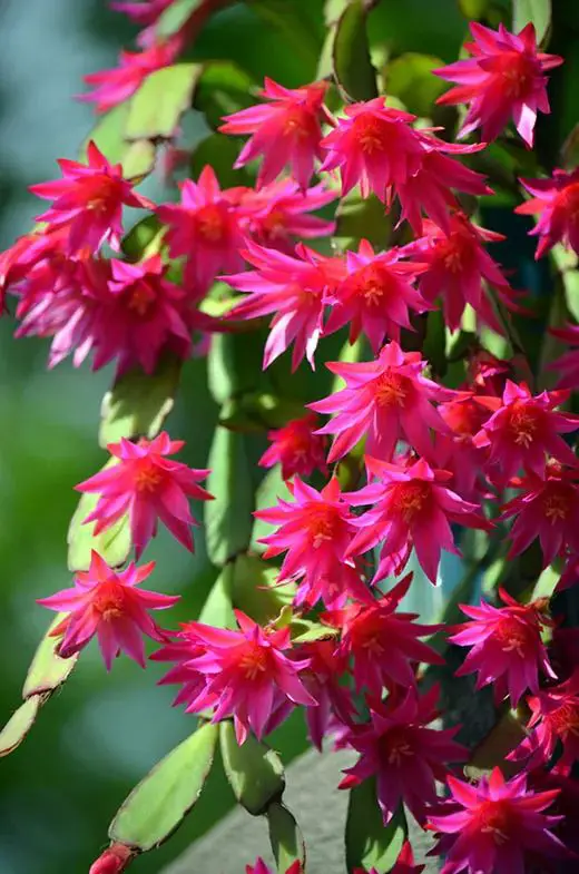 Enhancing Your Home's Curb Appeal with Winter Plants: A Gardener's Guide