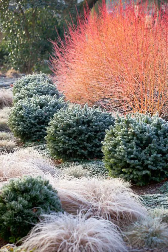 Good Winter Plants: Boost Your Home's Curb Appeal Even in Chilly Weather
