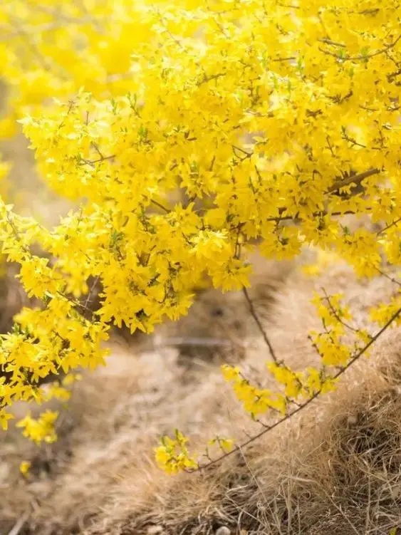 Good Winter Plants: Boost Your Home's Curb Appeal Even in Chilly Weather