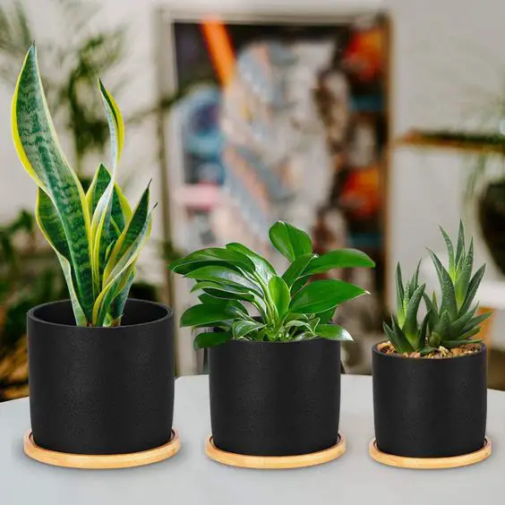 Cold Weather Plants: A Gardener's Guide to Winter Greenery