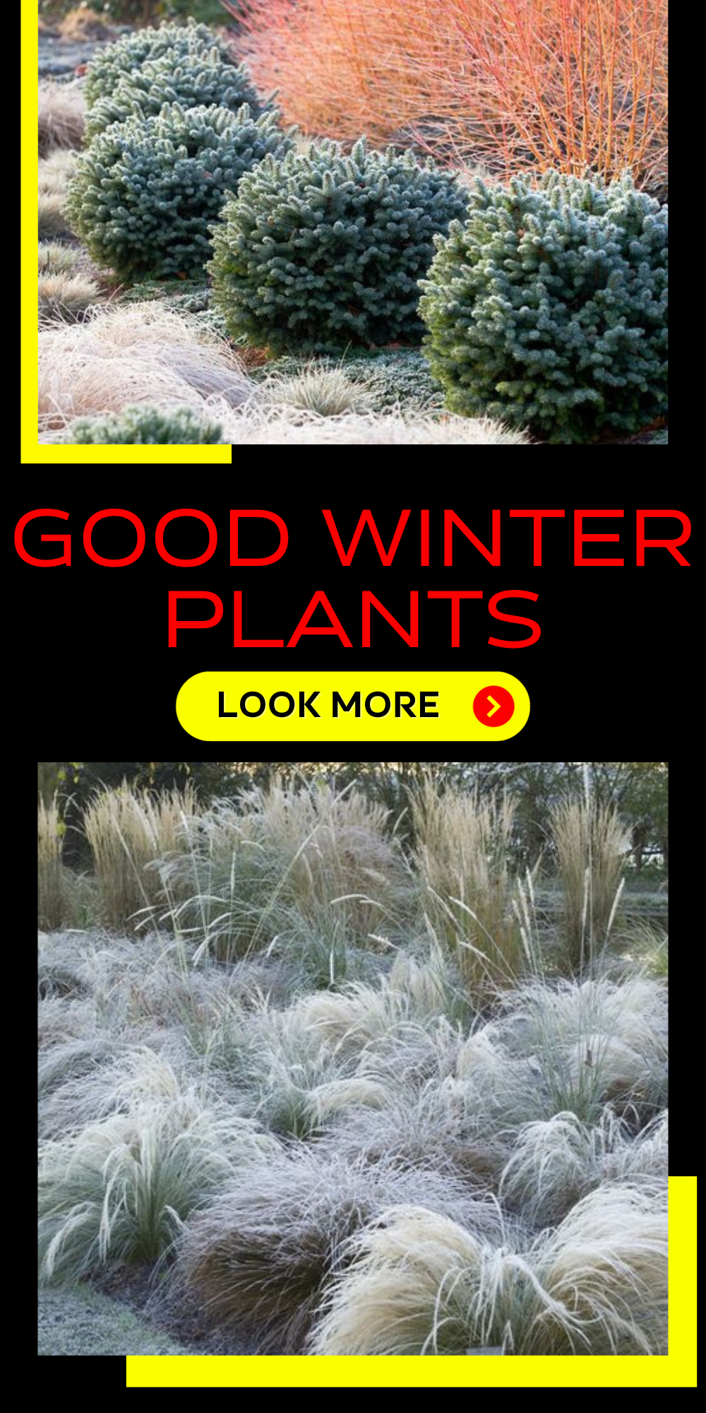 Good Winter Plants: Boost Your Home's Curb Appeal Even in Chilly Weather
