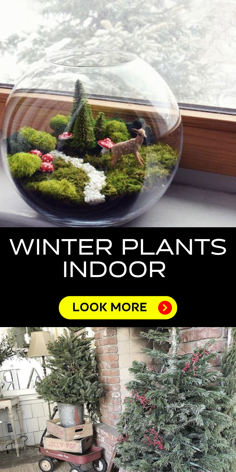 Enhancing Your Home's Curb Appeal with Winter Plants: A Gardener's Guide