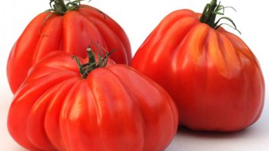 Tomate Ochsenherz