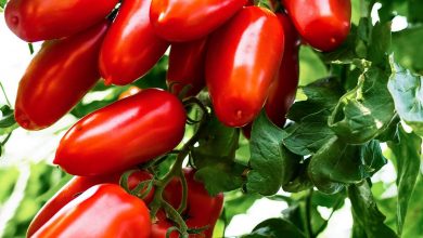 San Marzano Tomaten Pflanzen