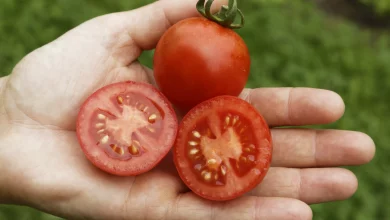 Tomate Culinaris in einer Schale
