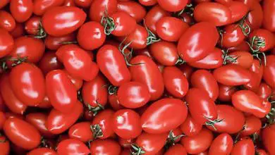 Roma Tomate