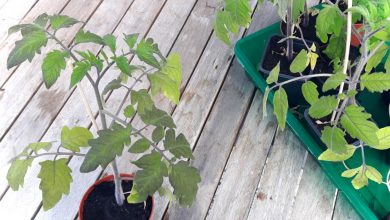 jungpflanzen tomaten