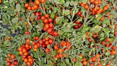 Tomate Bajaja auf einem Holzbrett