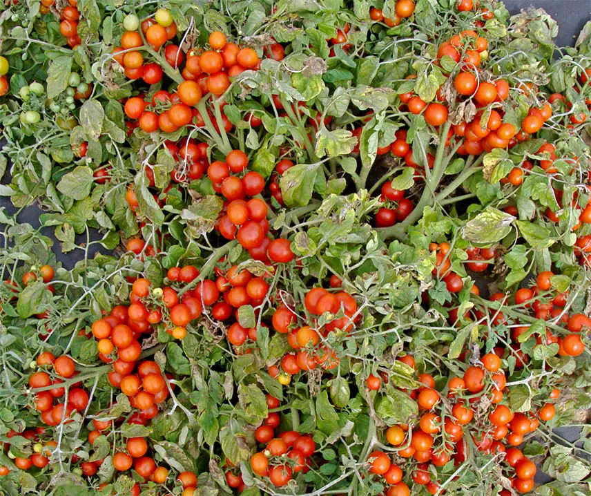 Tomate Bajaja auf einem Holzbrett