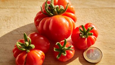 Togorific Tomate