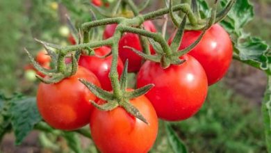Tomate Resibella