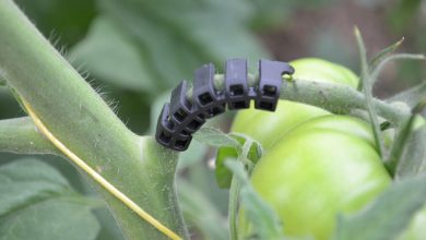 Warum Rispenhalter für Tomatenpflanzen wichtig sind