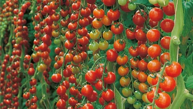 Cherry Tomaten