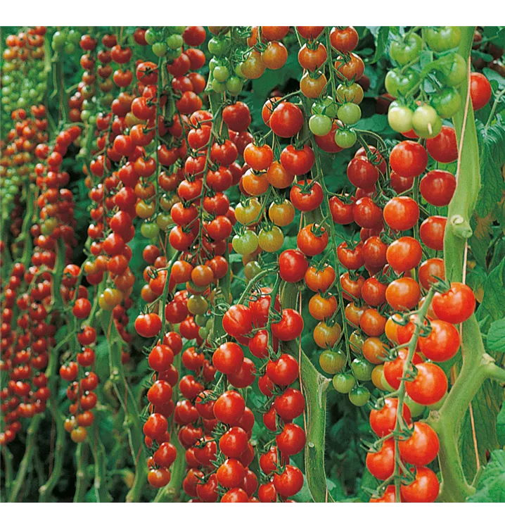 Cherry Tomaten