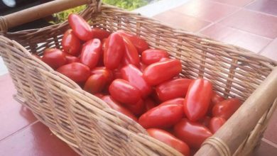 San Marzano Tomaten