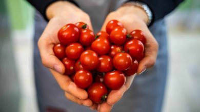 Cherry Tomaten Gesund